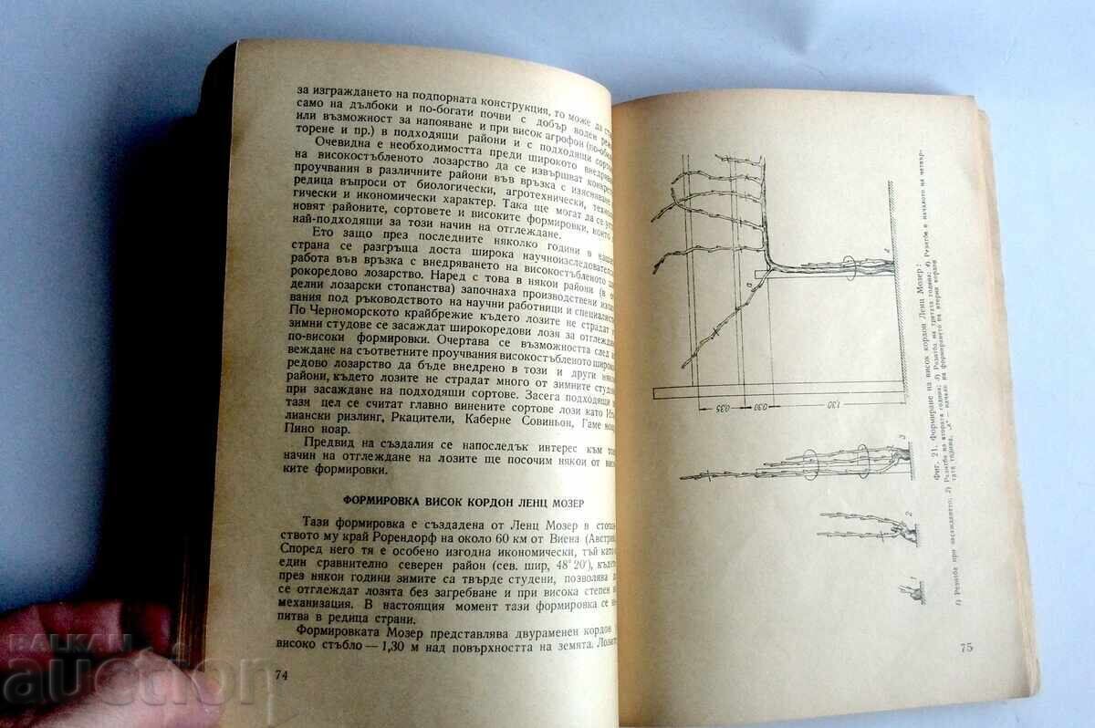 Agrotehnică la viță de vie pentru obținerea de recolte mari M.Konda cu preț € 5.00 | 9.78 BGN