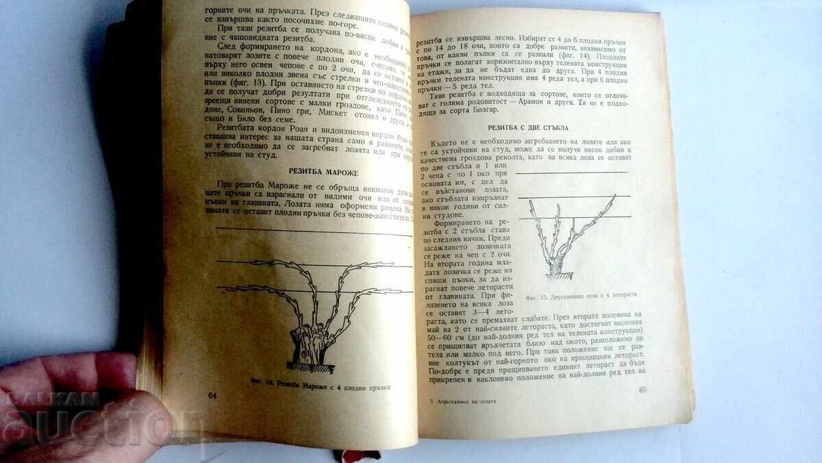 Auction  Grapevine Agronomy for High Yields by M. Konda