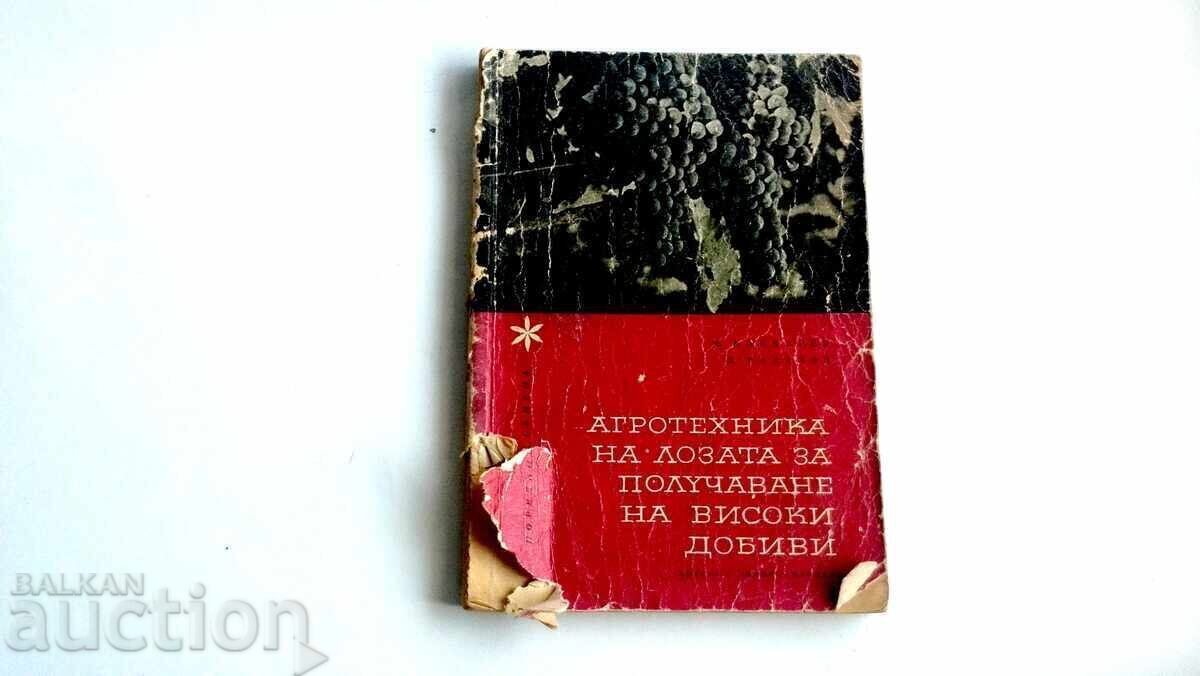 Agrotehnică la viță de vie pentru obținerea de recolte mari M.Konda