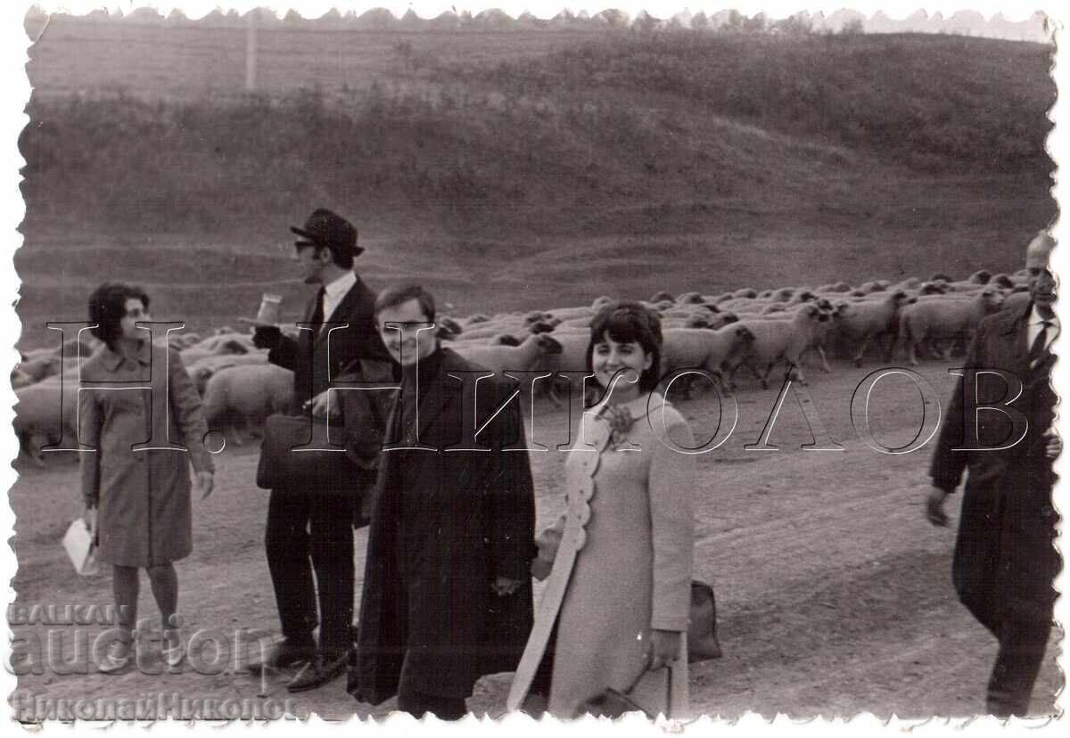 OLD PHOTO SHEEP HERDING D944