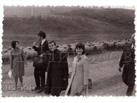 OLD PHOTO SHEEP HERDING D944