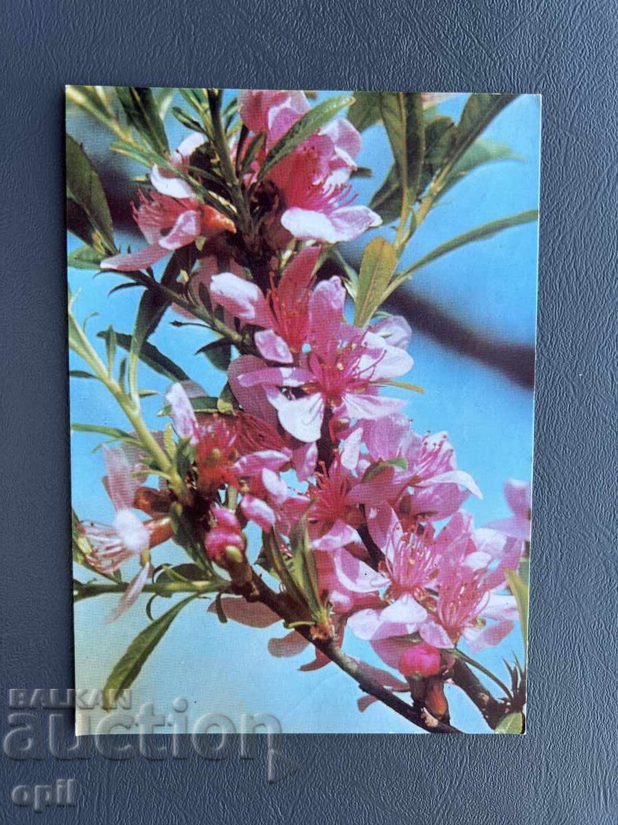 Παλιά Ευχετήρια Κάρτα - Βουλγαρία 1981