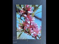 Carte Poștală Veche Felicitare - Bulgaria 1981