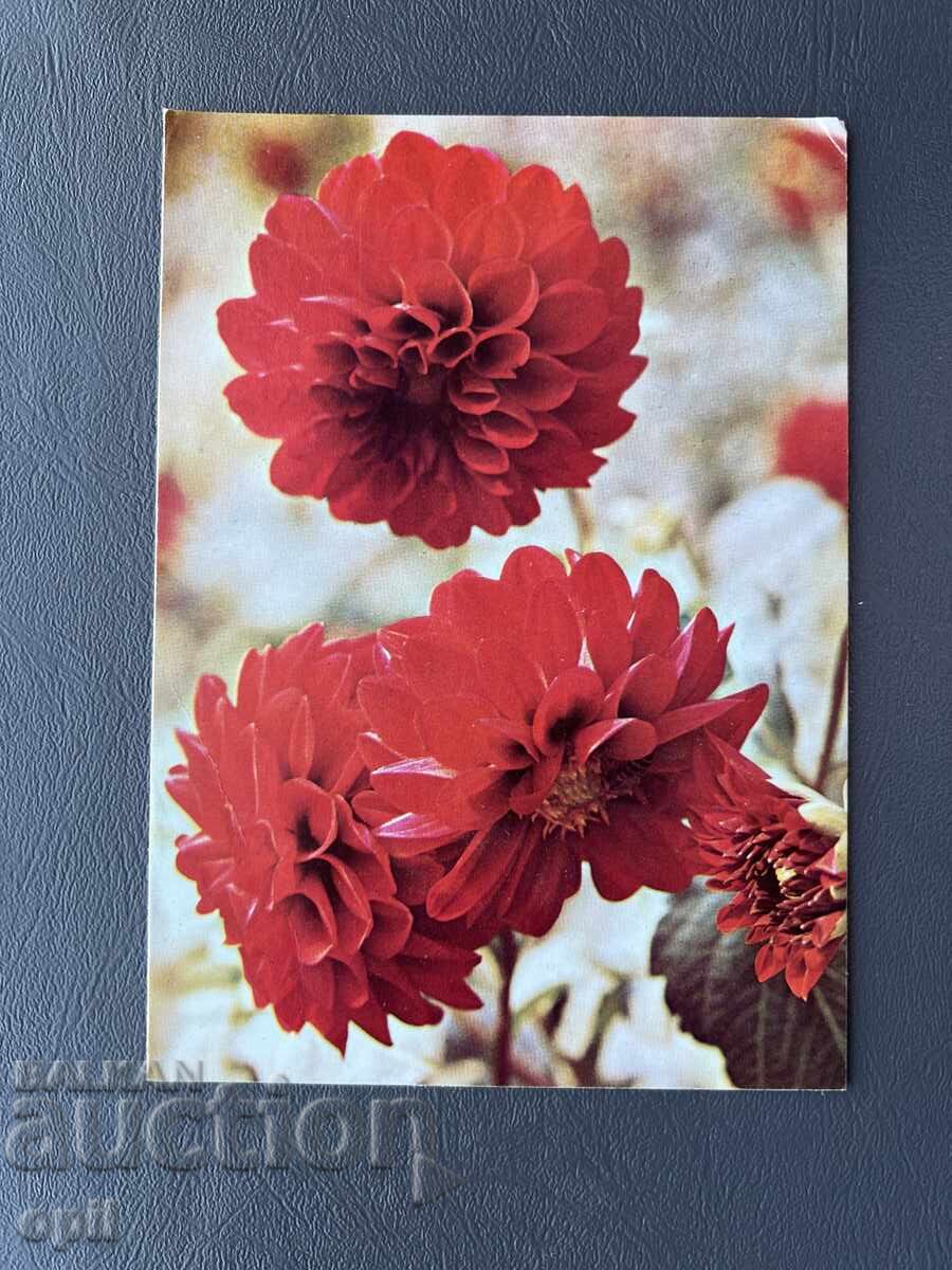 Стара Картичка Поздравителна - България 1981