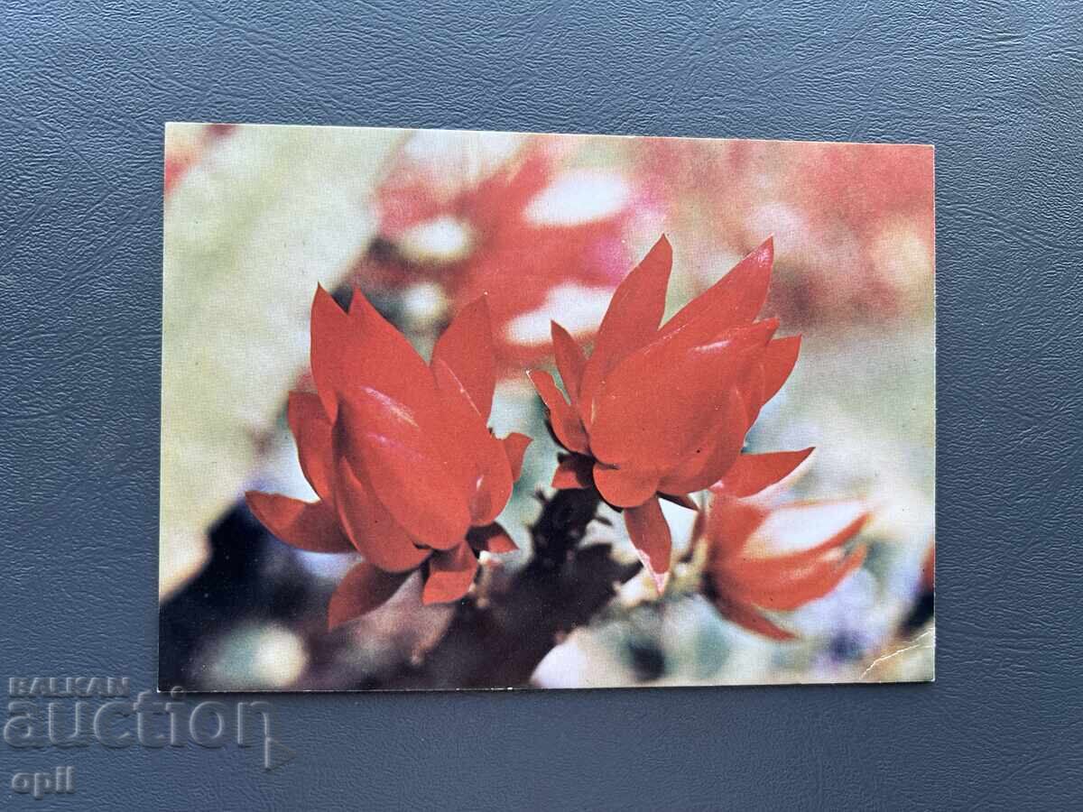 Old Postcard - Greeting Card - Bulgaria Old Postcard - Greeting Card - Bulgaria