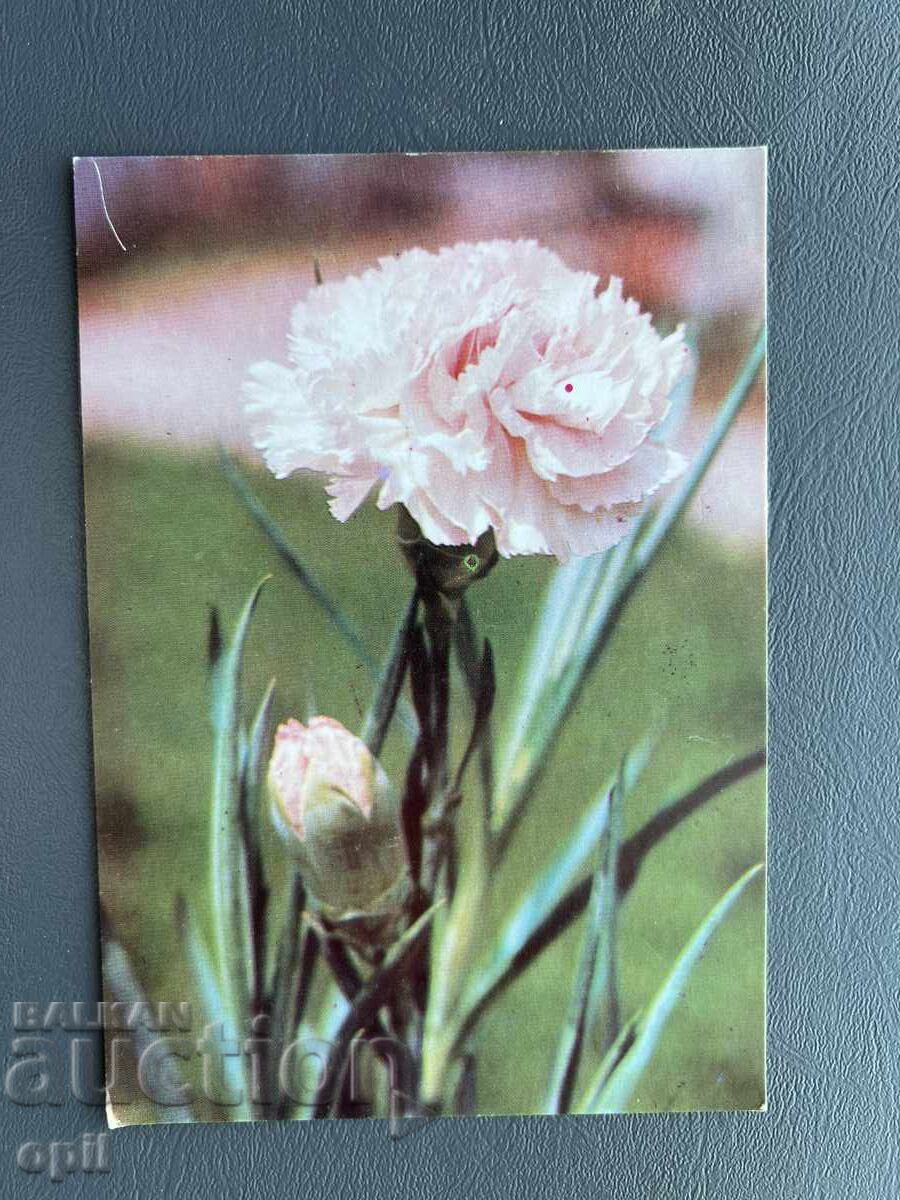 Old Postcard - Greeting Card - Bulgaria