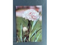 Old Postcard - Greeting Card - Bulgaria