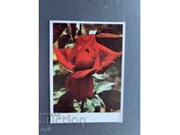 Old Postcard - Greeting Card - Bulgaria