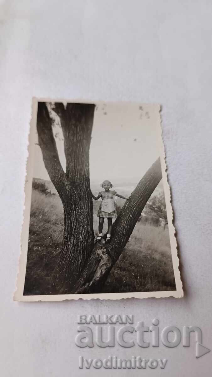 Снимка Панчарево малко момиченце качена на дърво 1937