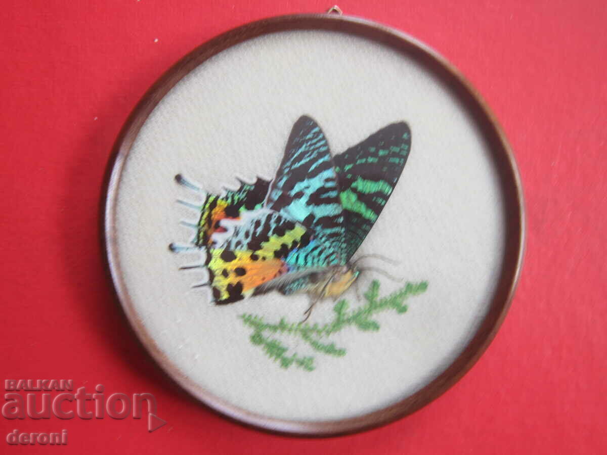 Brazilian Art Painting Butterfly 3 - 6