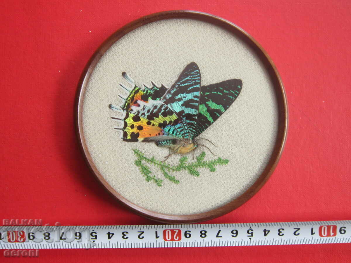 Brazilian Art Painting Butterfly 3