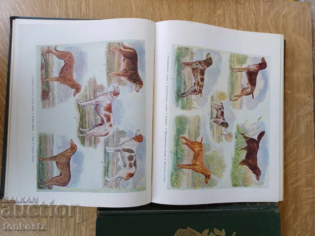 Auction  Hunter Sportsman 1955