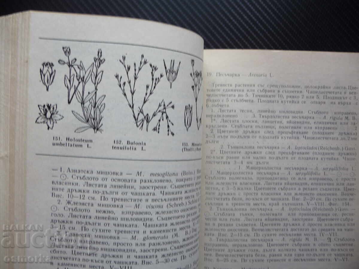 Доставка на Флора на Добруджа растения цветя дървета ботаника храсти тре Доставка на Флора на Добруджа растения цветя дървета ботаника храсти тре