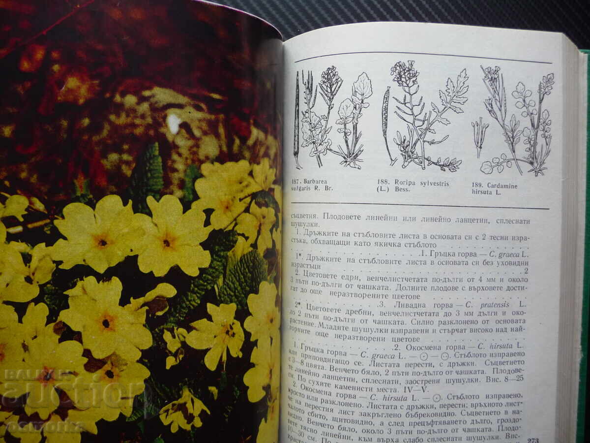 Флора на Добруджа растения цветя дървета ботаника храсти тре - 5 Флора на Добруджа растения цветя дървета ботаника храсти тре - 5