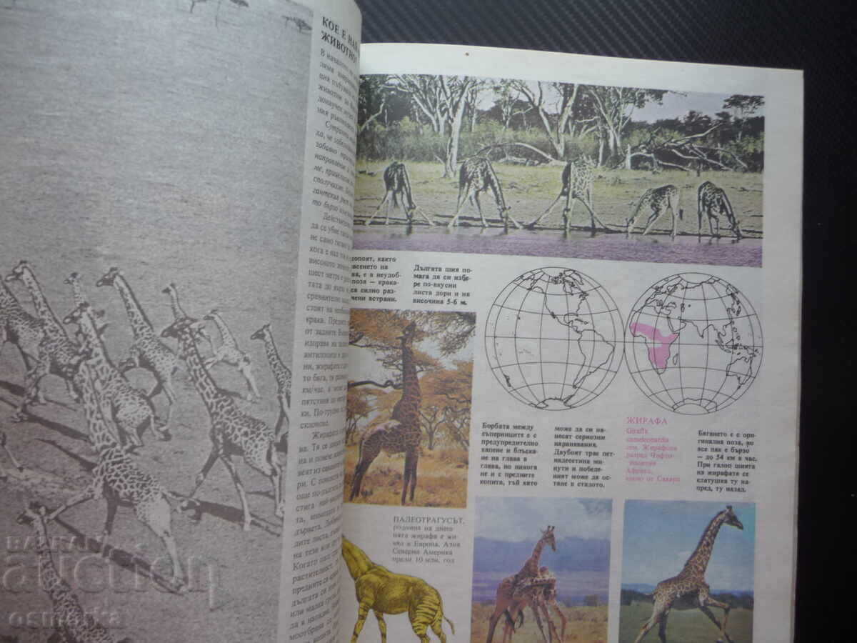 Аукцион Енциклопедия: Бозайници най голямото животно бързото силното Аукцион Енциклопедия: Бозайници най голямото животно бързото силното