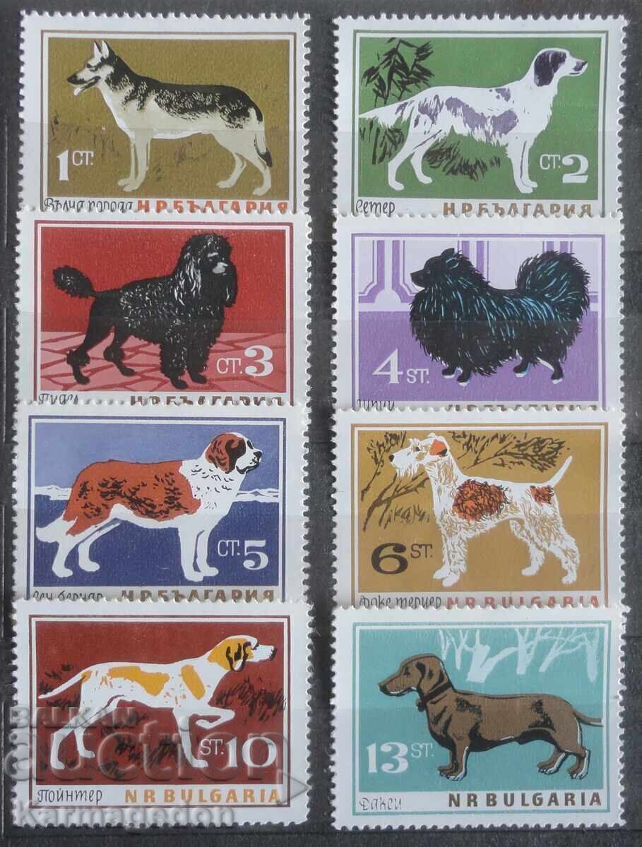 Bulgaria Dogs, 1964