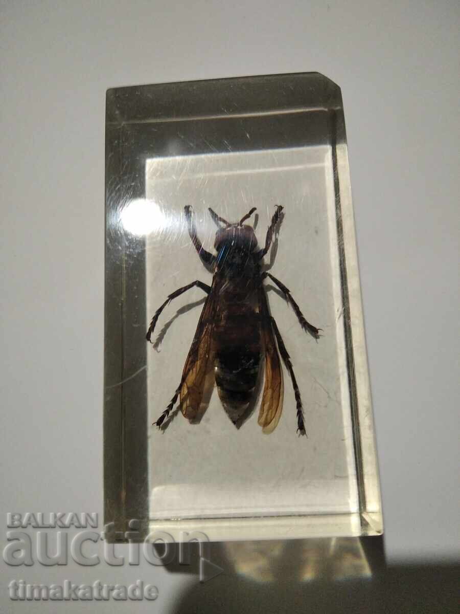 Стършел колекционерски