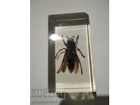 Colecționar de Stârșeni