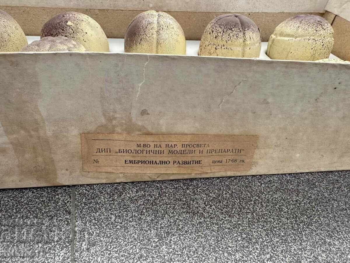 Εκπαιδευτικό Μοντέλο Εμβρυακής Ανάπτυξης στον Άνθρωπο με τιμή € 28.00 | 54.76 BGN