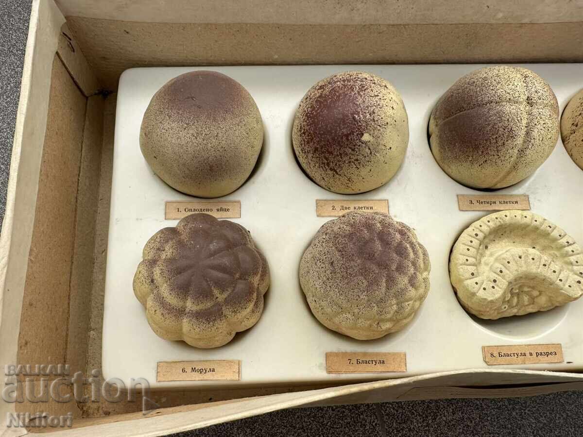 Παράδοση Εκπαιδευτικό Μοντέλο Εμβρυακής Ανάπτυξης στον Άνθρωπο