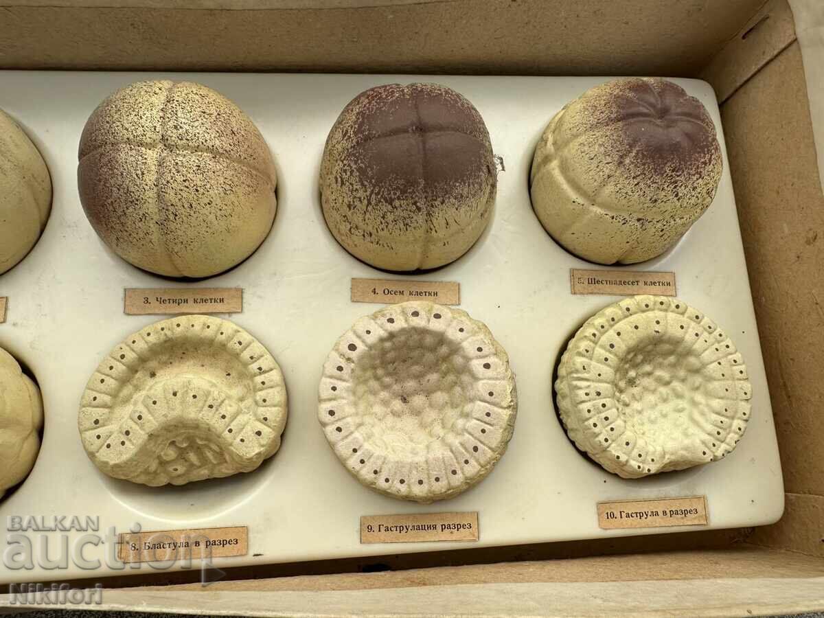 Εκπαιδευτικό Μοντέλο Εμβρυακής Ανάπτυξης στον Άνθρωπο - 5