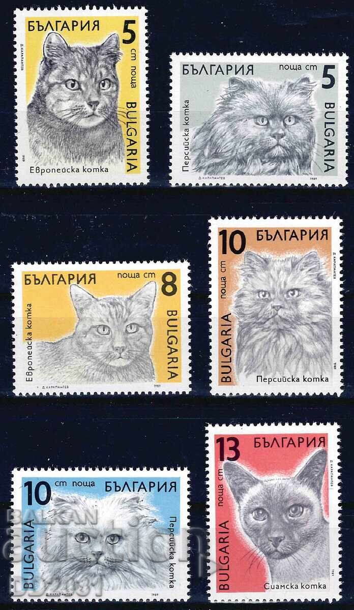 Bulgaria 1989 - Cats MNH