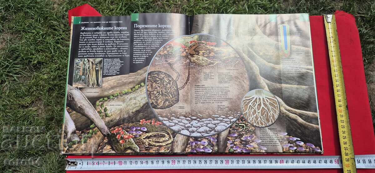 ΤΟ ΔΕΝΤΡΟ ΑΠΟ ΤΟ ΜΙΚΡΟ ΣΠΟΡΟ ΩΣ ΤΟ ΙΣΧΥΡΟ ΔΑΣΟΣ - 5