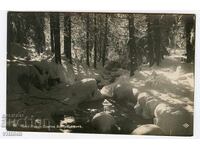 Cham Koriya Borovets Tsarska Bistritsa Rila Paskov kartichka