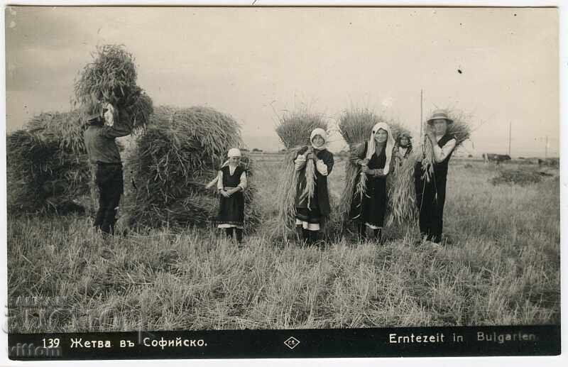 Sofia harvest ethnography beat costumes Paskov postcard