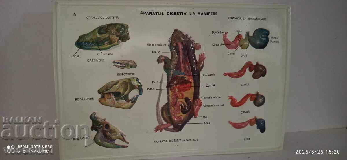 Panou didactic vechi, voluminos, digestie rozătoare (șobolan) cu preț € 23.00 | 44.98 BGN Panou didactic vechi, voluminos, digestie rozătoare (șobolan) cu preț € 23.00 | 44.98 BGN