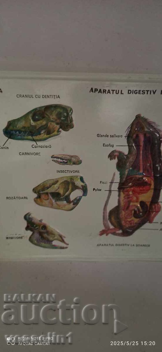 Licitație Panou didactic vechi, voluminos, digestie rozătoare (șobolan) Licitație Panou didactic vechi, voluminos, digestie rozătoare (șobolan)
