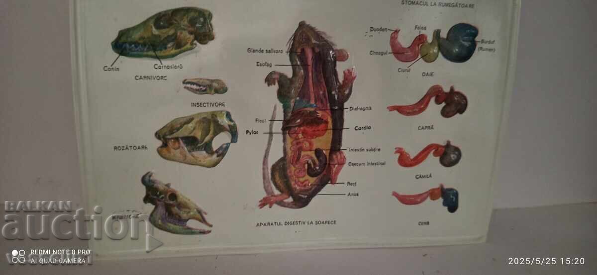 Παλιό εκπαιδευτικό ογκώδες ταμπλό πέψης τρωκτικών (αρουραίος)