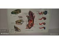 Panou didactic vechi, voluminos, digestie rozătoare (șobolan)