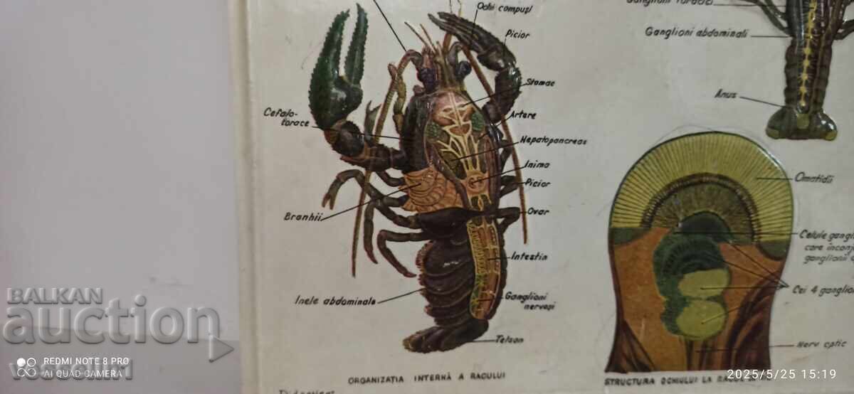 Old educational large-scale board digestion river crayfish lobster with price 45.00 BGN | € 23.01 Old educational large-scale board digestion river crayfish lobster with price 45.00 BGN | € 23.01