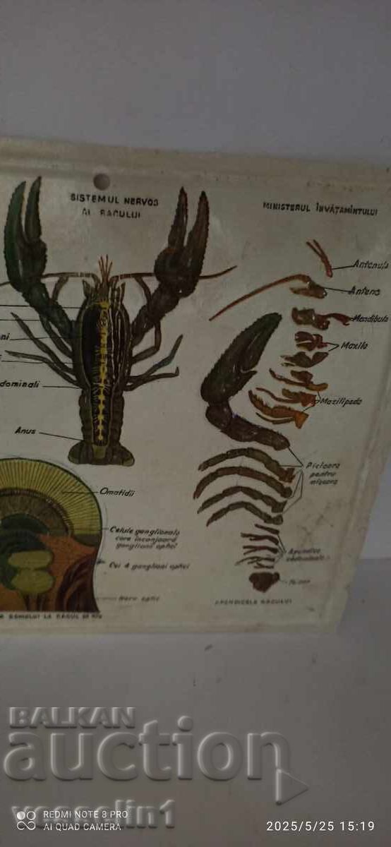 Auction Old educational large-scale board digestion river crayfish lobster Auction Old educational large-scale board digestion river crayfish lobster