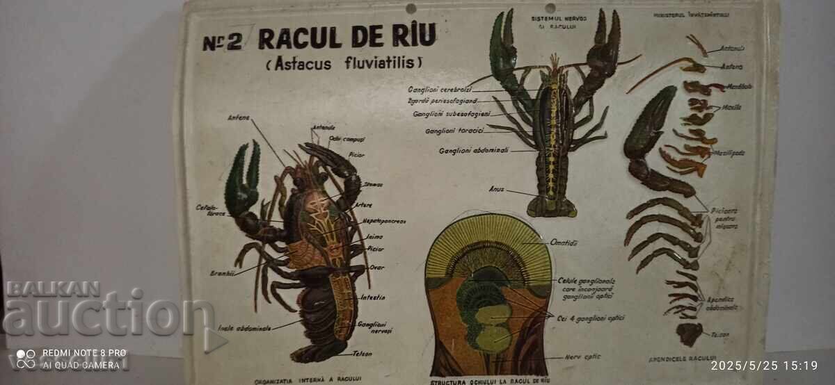 Placă didactică veche, voluminoasă, digestie, rac de râu, homar