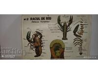 Old educational large-scale board digestion river crayfish lobster