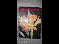 Flori în cameră D. F. Iuhimciuc