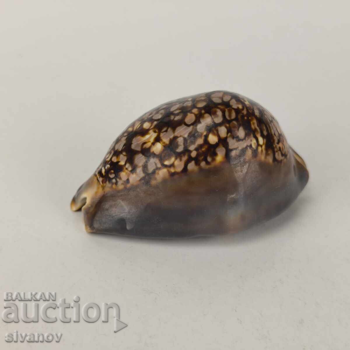Interesting Cypraea Mauritiana snail shell 94mm #5942 with price 19.99 BGN | € 10.22