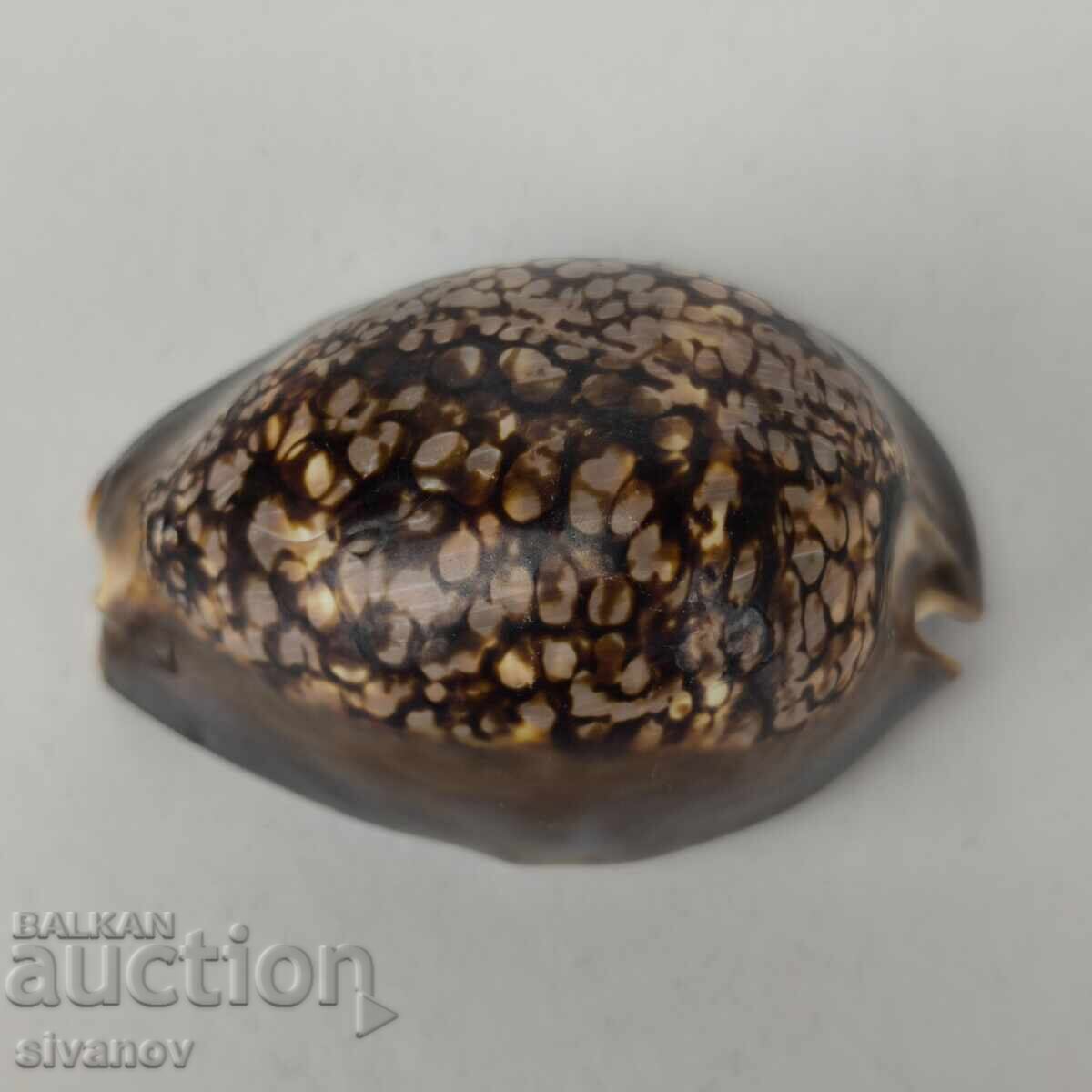 Delivery of Interesting Cypraea Mauritiana snail shell 94mm #5942