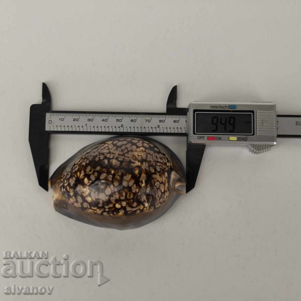 Interesting Cypraea Mauritiana snail shell 94mm #5942 - 5