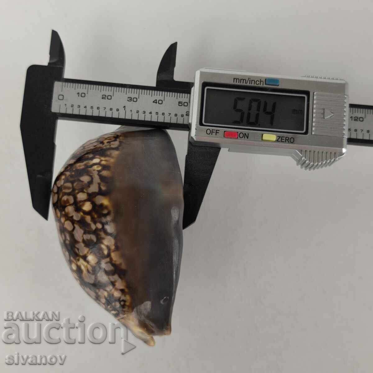 Interesting Cypraea Mauritiana snail shell 94mm #5942 - 6