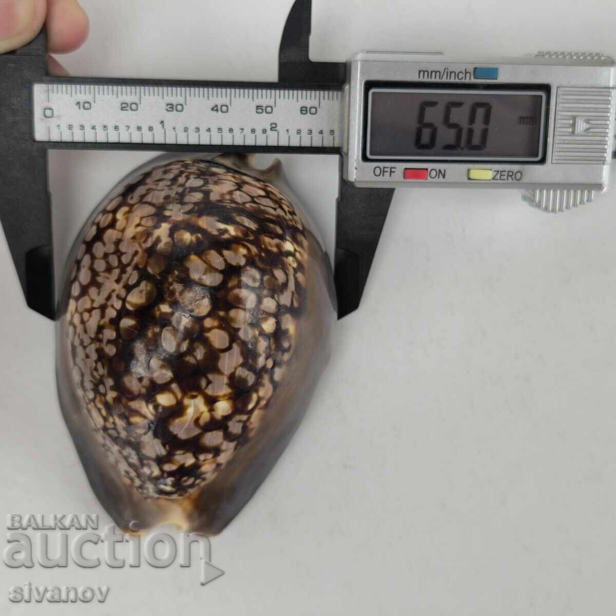 Interesting Cypraea Mauritiana snail shell 94mm #5942 - 7