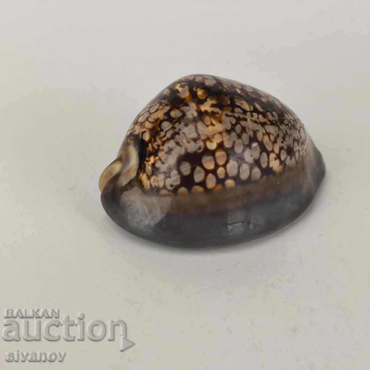 Interesting Cypraea Mauritiana snail shell 94mm #5942