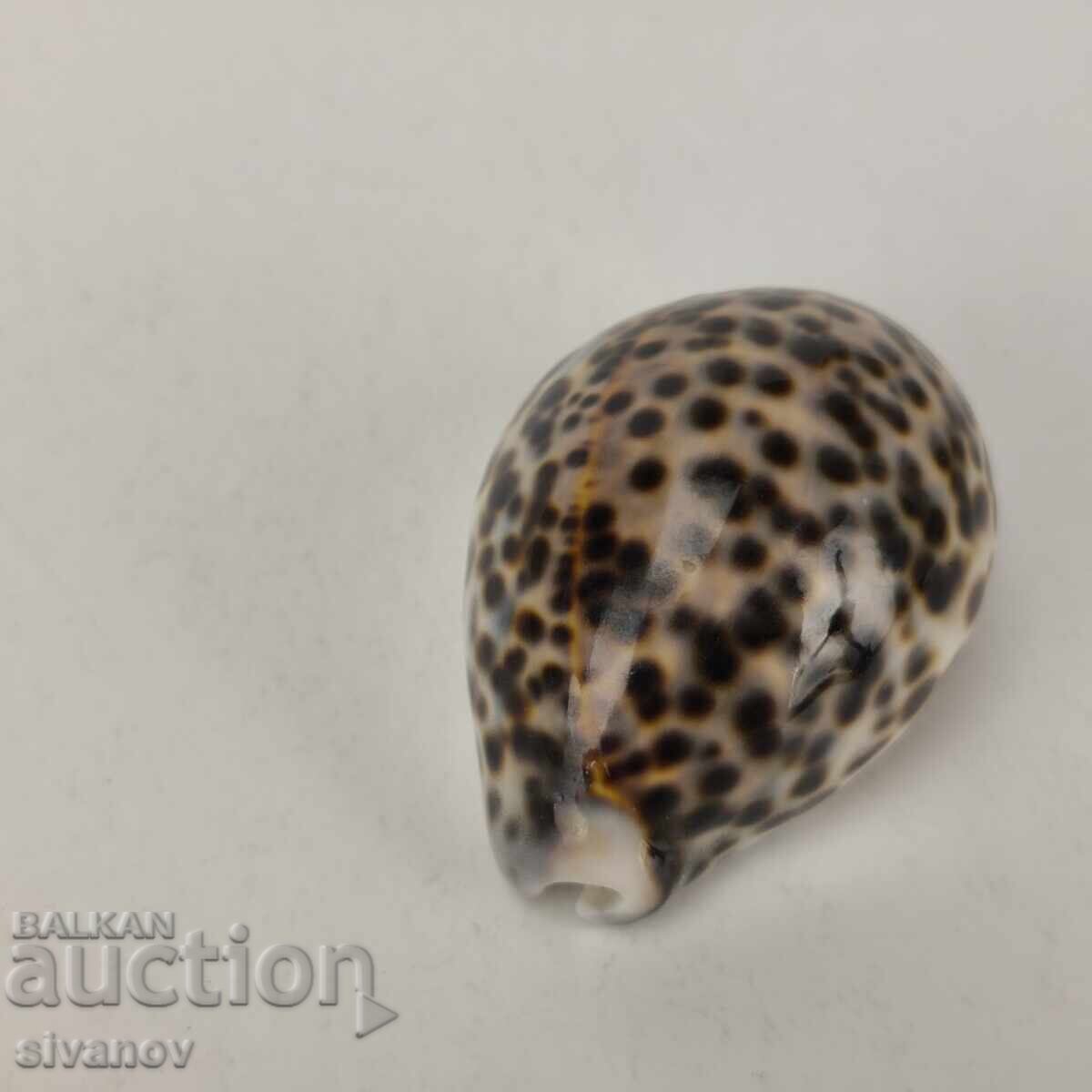 Интересна раковина рапан Cypraea Tigris 68 мм #5943 с цена 14.99 лв. | € 7.66