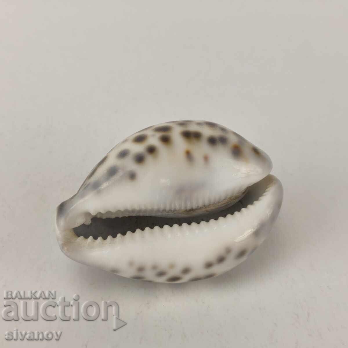 Аукцион Интересна раковина рапан Cypraea Tigris 68 мм #5943