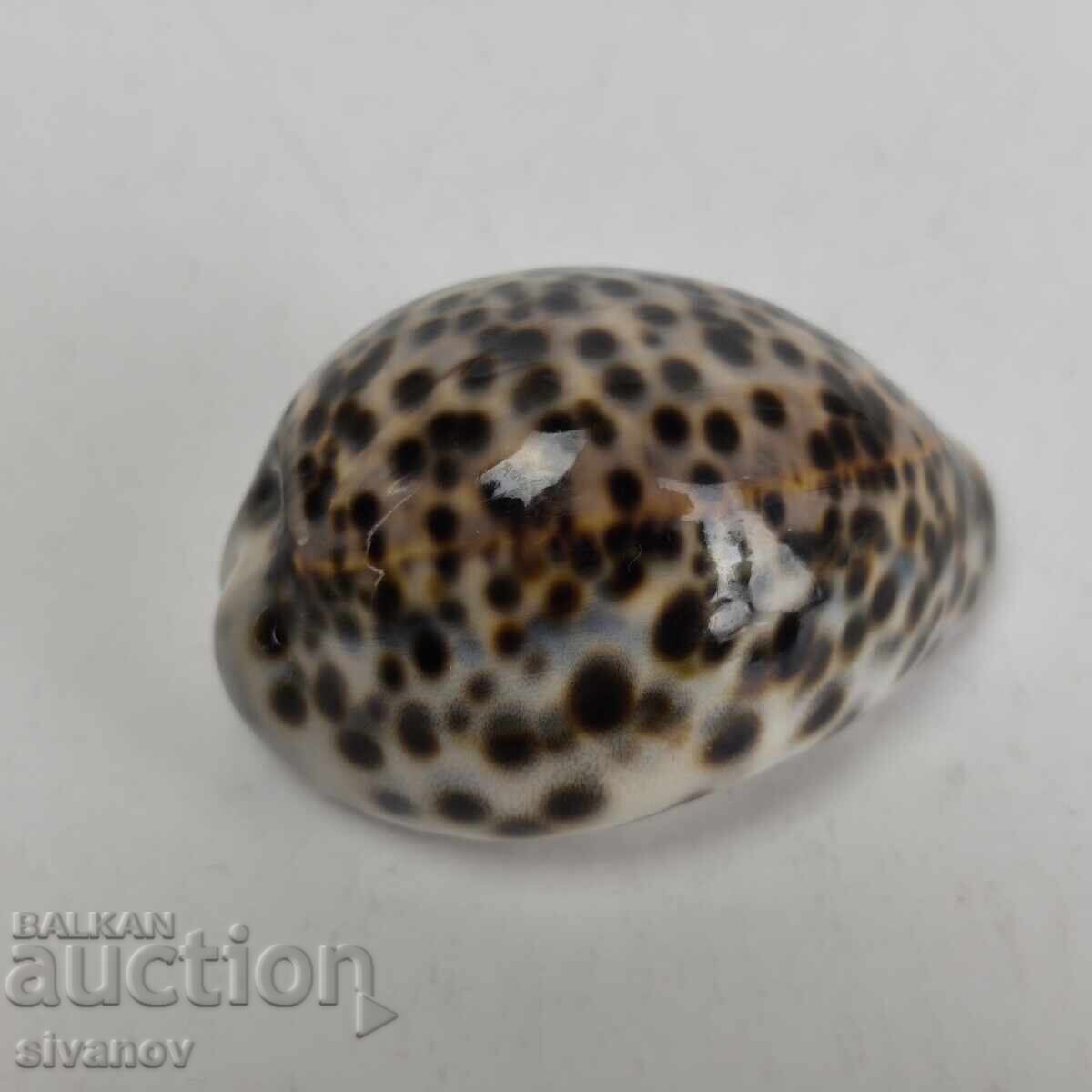 Доставка на Интересна раковина рапан Cypraea Tigris 68 мм #5943