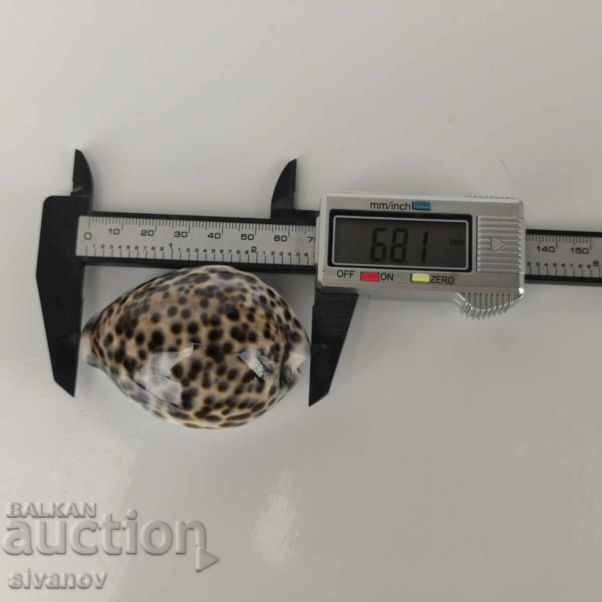 Интересна раковина рапан Cypraea Tigris 68 мм #5943 - 5