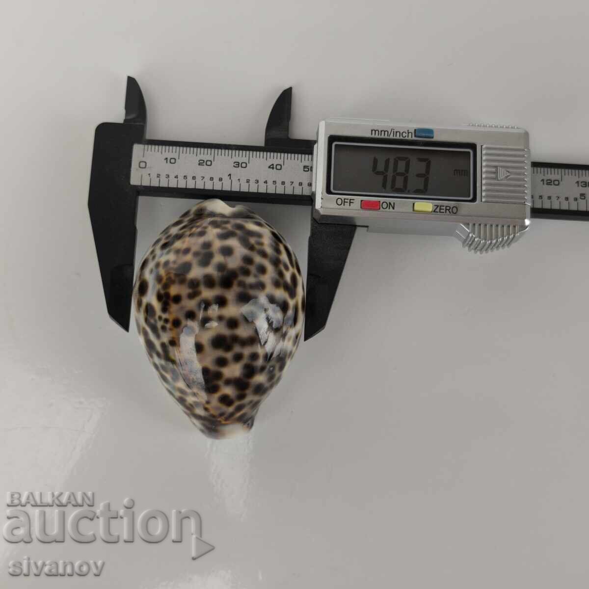 Интересна раковина рапан Cypraea Tigris 68 мм #5943 - 6