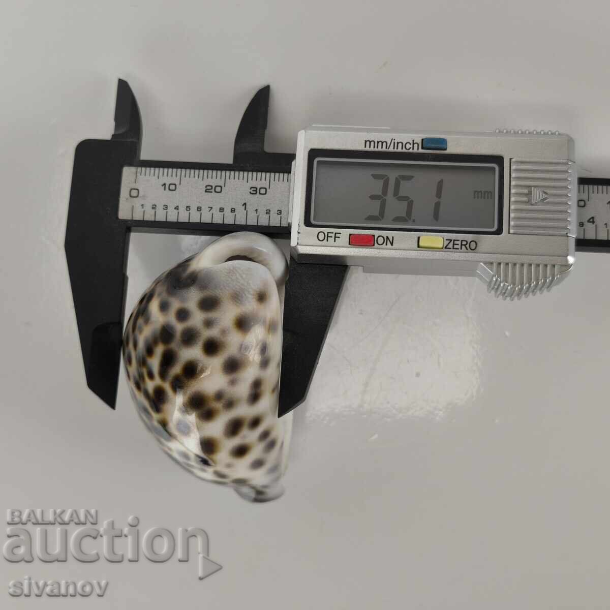 Интересна раковина рапан Cypraea Tigris 68 мм #5943 - 7